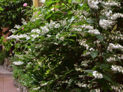 Fiori del nostro giardino